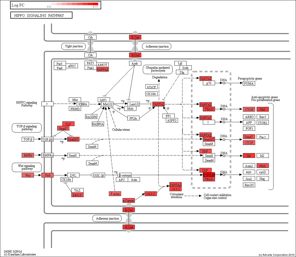 SUM-185 Hippo Signaling - The SUM Breast Cancer Cell Line Knowledge ...