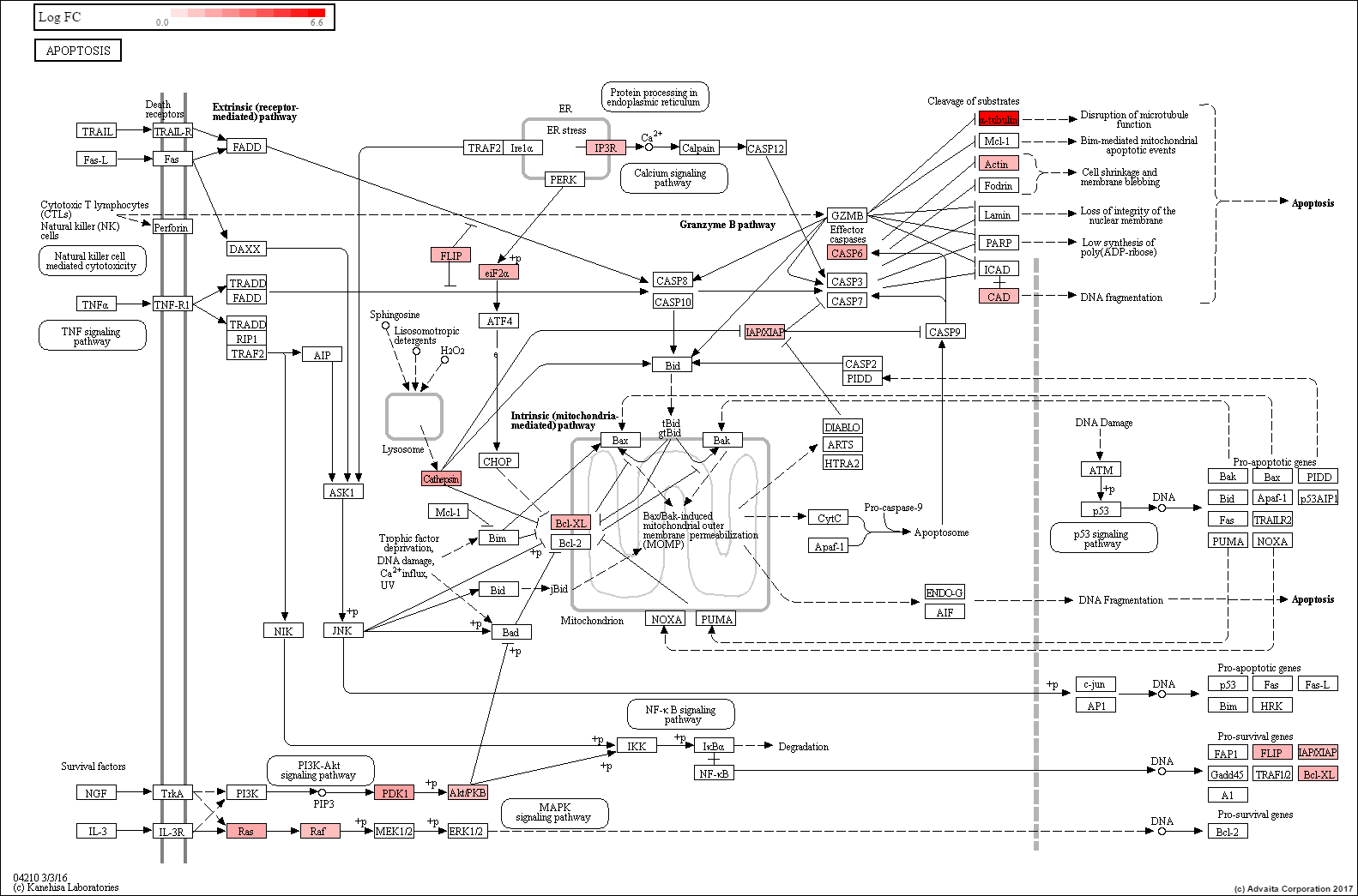 SUM-52 Apoptosis - The SUM Breast Cancer Cell Line Knowledge Base (SLKBase)