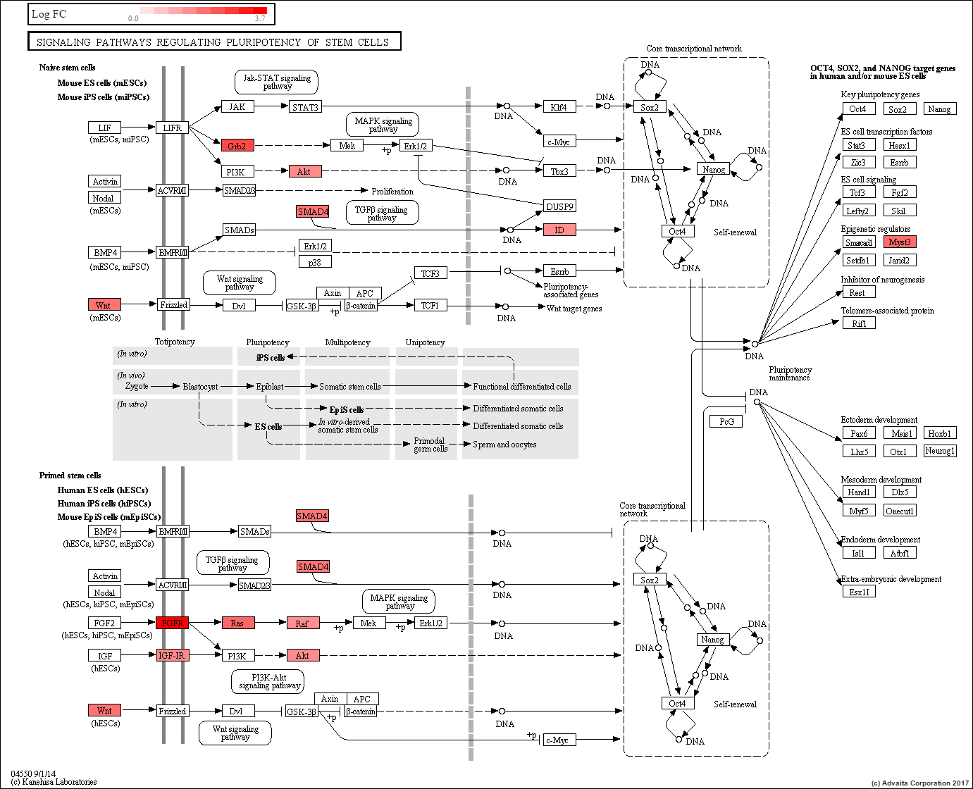 SUM52 Signaling Pathways Regulating Pluripotency of Stem Cells The