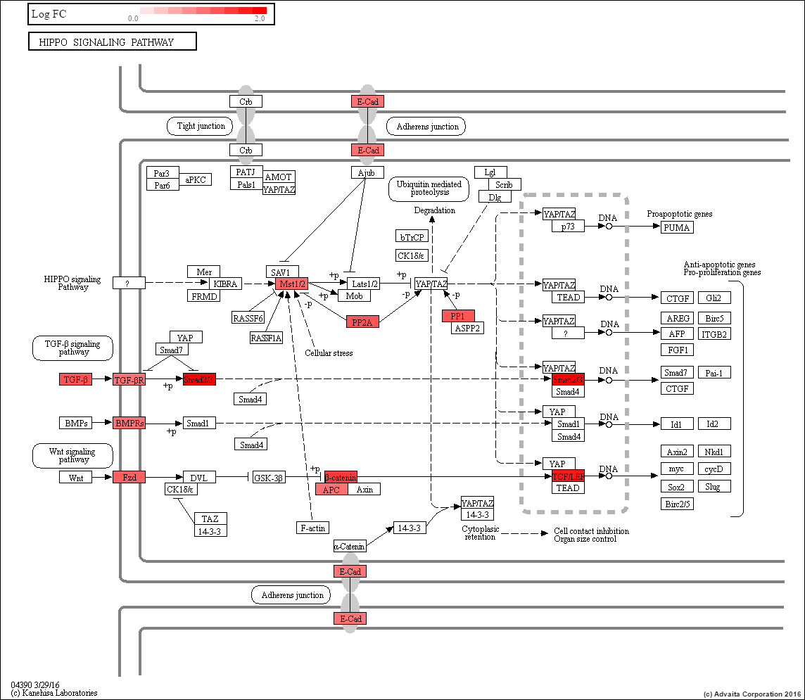 SUM-229 Hippo Signaling - The SUM Breast Cancer Cell Line Knowledge ...