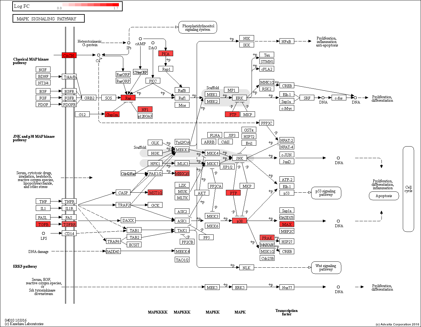 SUM-229 MAPK Signaling - The SUM Breast Cancer Cell Line Knowledge Base ...