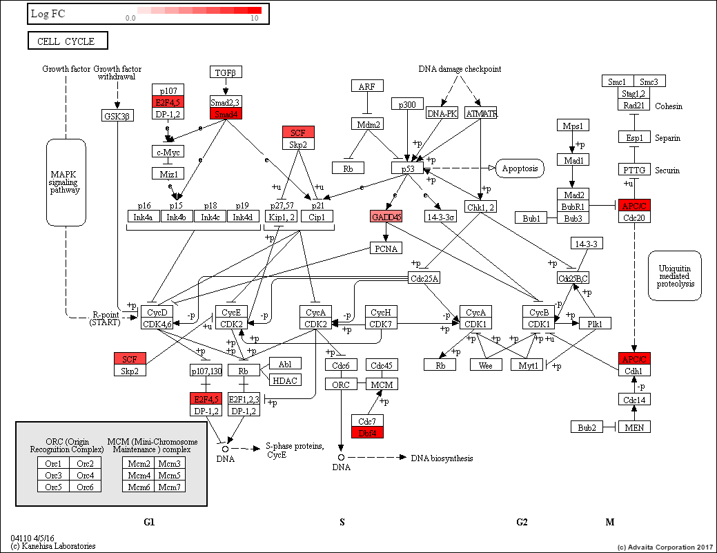 SUM-1315 Cell Cycle - The SUM Breast Cancer Cell Line Knowledge Base ...