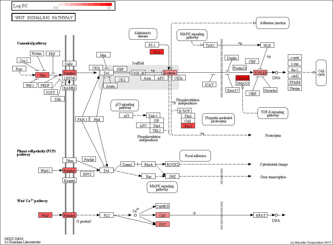 SUM-1315 WNT Signaling - The SUM Breast Cancer Cell Line Knowledge Base ...